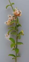 Hibiscus micranthus