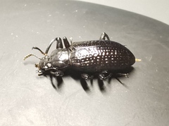 Derosphaerus sinensis