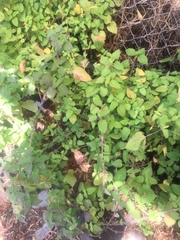 Salvia carnea