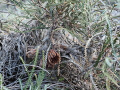 Banksia shuttleworthiana
