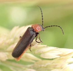 Silis ruficollis