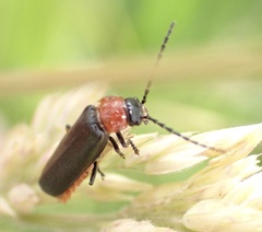 Silis ruficollis