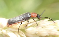 Silis ruficollis