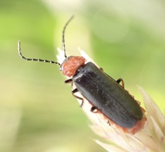 Silis ruficollis