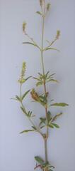 Achyropsis leptostachya