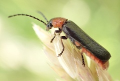 Silis ruficollis