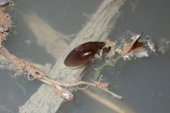 Sternolophus rufipes