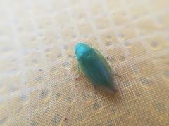 Obtusana