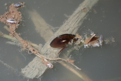 Sternolophus rufipes