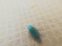 Obtusana