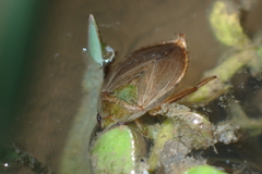 Diplonychus rusticus