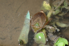 Diplonychus rusticus