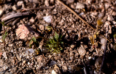 Trifolium suffocatum