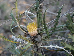 Banksia vestita