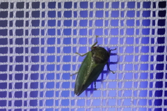 Iassus lanio