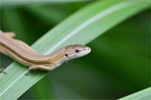 Mountain Grass Lizard