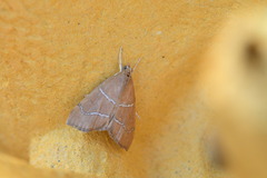 Prochoristis crudalis