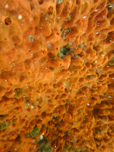 orange-red encrusting sponge