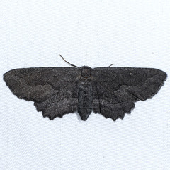 Aethaloida packardaria