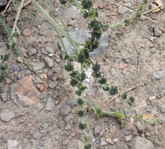 Blitum virgatum