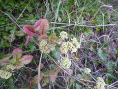 Hylotelephium maximum maximum