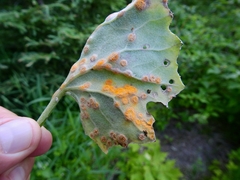 Pucciniaceae