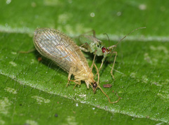 Dicyphus pallidus