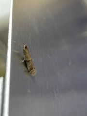 Ephestia elutella