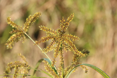 Image of Cyperus exaltatus by (c) Greg Tasney, some rights reserved (CC BY-SA)