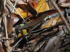 Eutropis rudis