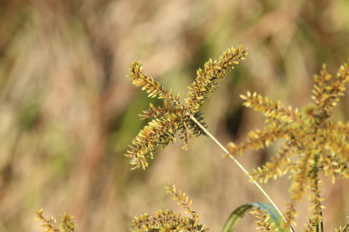 Image of Cyperus exaltatus by (c) Greg Tasney, some rights reserved (CC BY-SA)