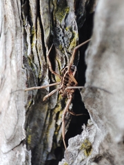 Zachaeus crista