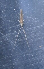 Athripsodes cinereus