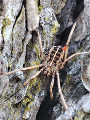 Zachaeus crista