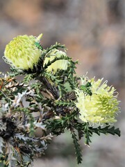 Banksia kippistiana
