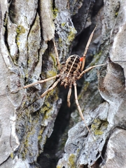 Zachaeus crista