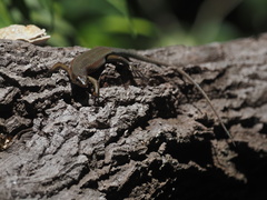 Eutropis multifasciata