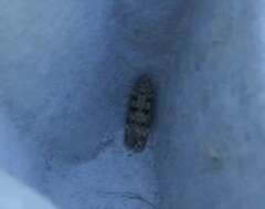 Bryotropha domestica