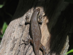 Eutropis rudis