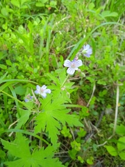 Geranium asiaticum