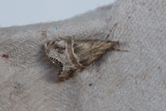 Euchromius ramburiellus