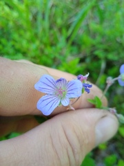 Geranium asiaticum