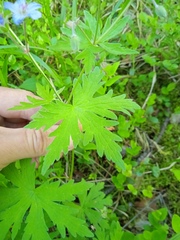 Geranium asiaticum