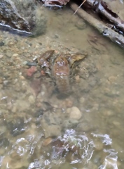 Austropotamobius torrentium