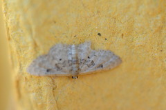Idaea intermedia