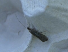 Hydropsyche contubernalis