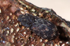 Synchita variegata