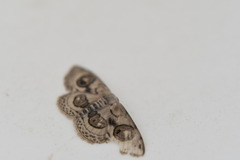 Problepsis ocellata