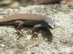 Eutropis rudis