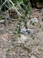 Blitum virgatum